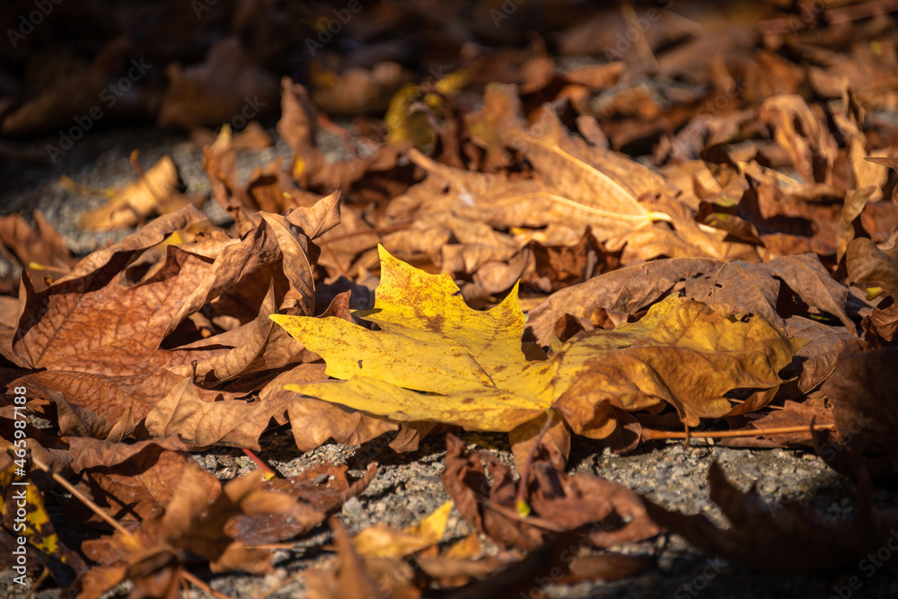 Yellow and bug maple leaves lighted up with sun on autumn season Yellow and bug maple leaves lighted up with sun on autumn season