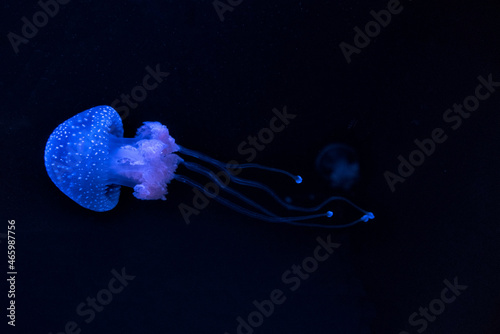 Photography Blue jellyfish Phyllorhiza punctata (floating bell, Australian spotted jellyfish