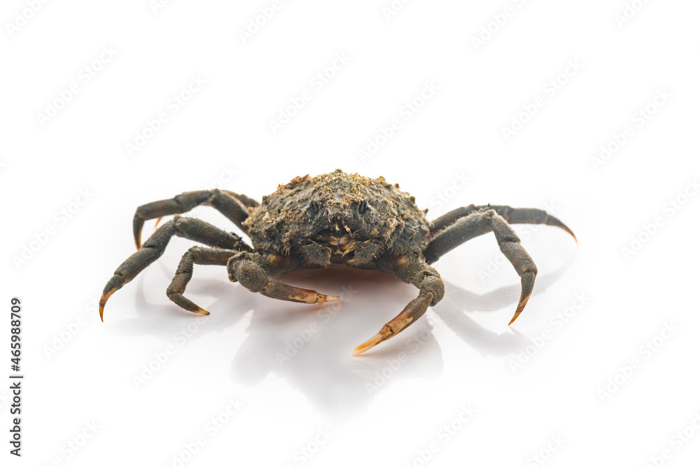 Spider Crab Spider Crab
