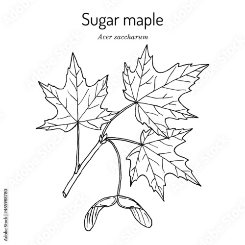 Sugar maple acer saccharum , state tree of New York, Vermont, West Virginia, Wisconsin
