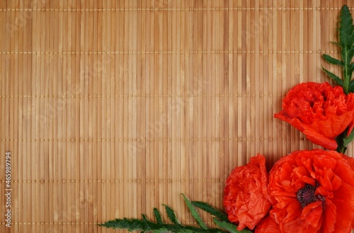 Red peony poppy papaver on a bamboo background . photo