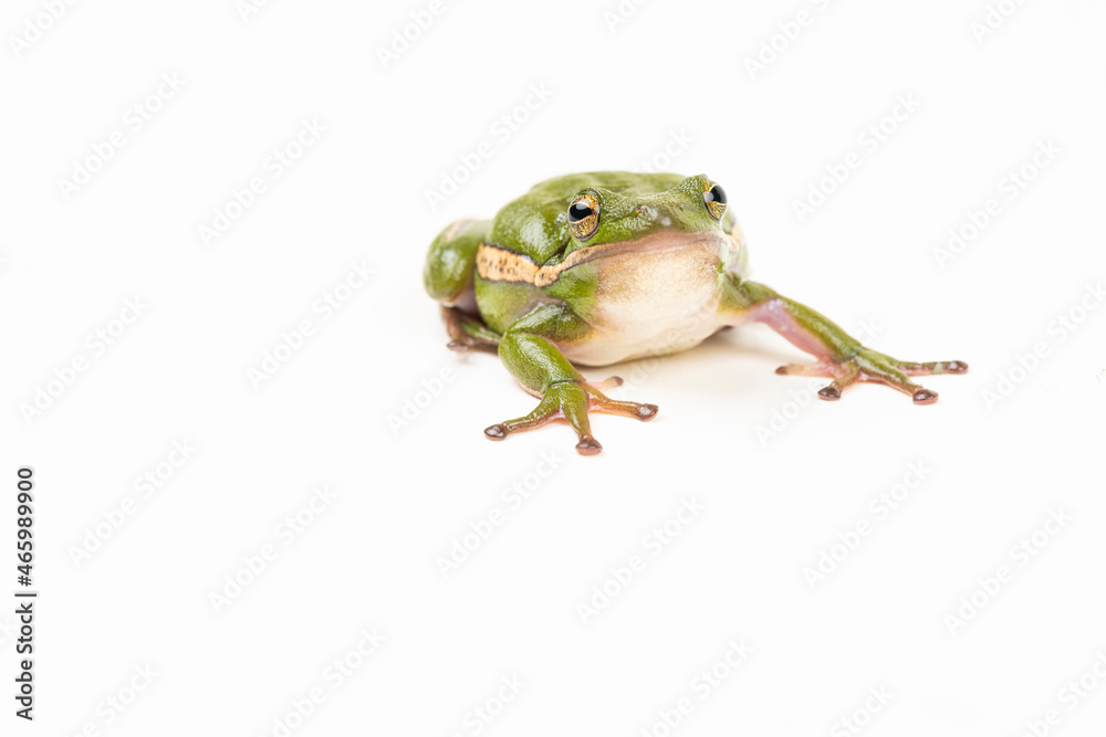 Fototapeta premium Green Tree Frog