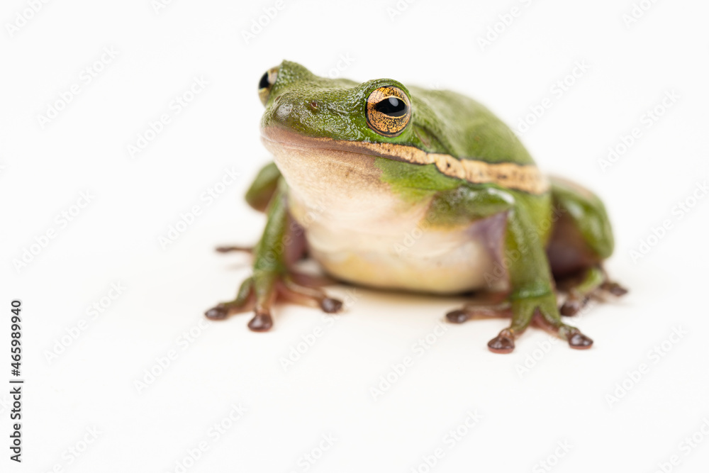 Green Tree Frog Green Tree Frog