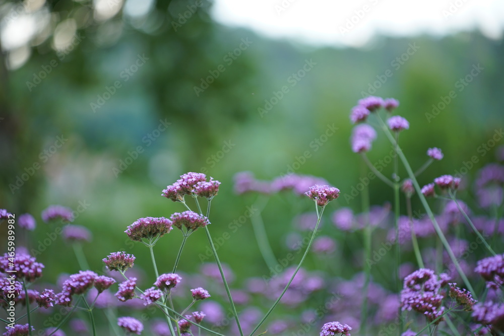 Verpennen in voller Blüte in einer Parkanlage Verpennen in voller Blüte in einer Parkanlage