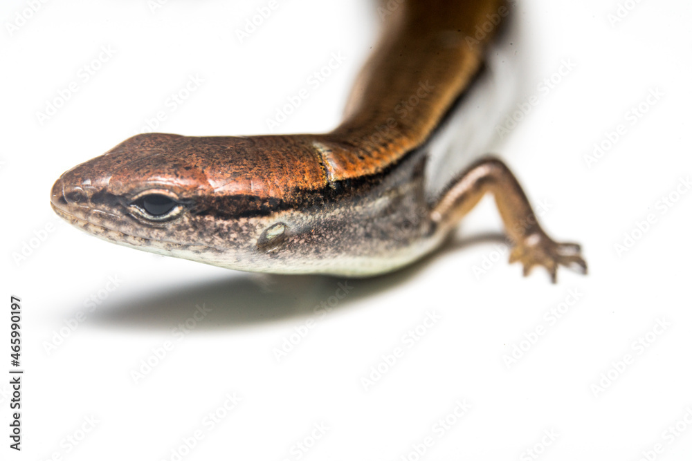 Ground skink Ground skink