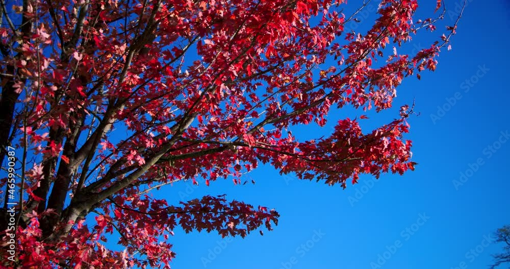 Branches et feuilles