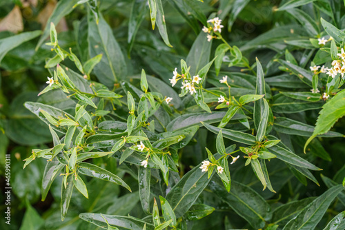 Vincetoxicum hirundinaria (Swallow-­wort, White Swallowwort) herbal medicine photo