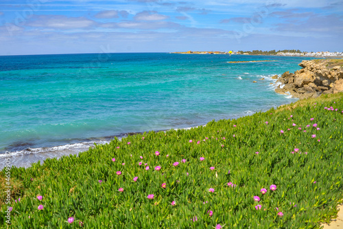 The charm of the spring coast of Paphos consists of the bright color of the sea, bizarre coastal rocks and a scattering of large and small blooming plants    
