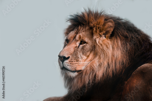 Fototapeta Naklejka Na Ścianę i Meble -   Lion head. Lion on a light background. A proud and noble lion. High quality photo