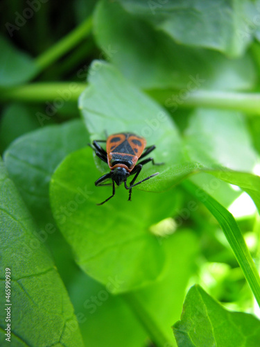 Close-up of firebug on leaf (Pyrrhocoris apterus)