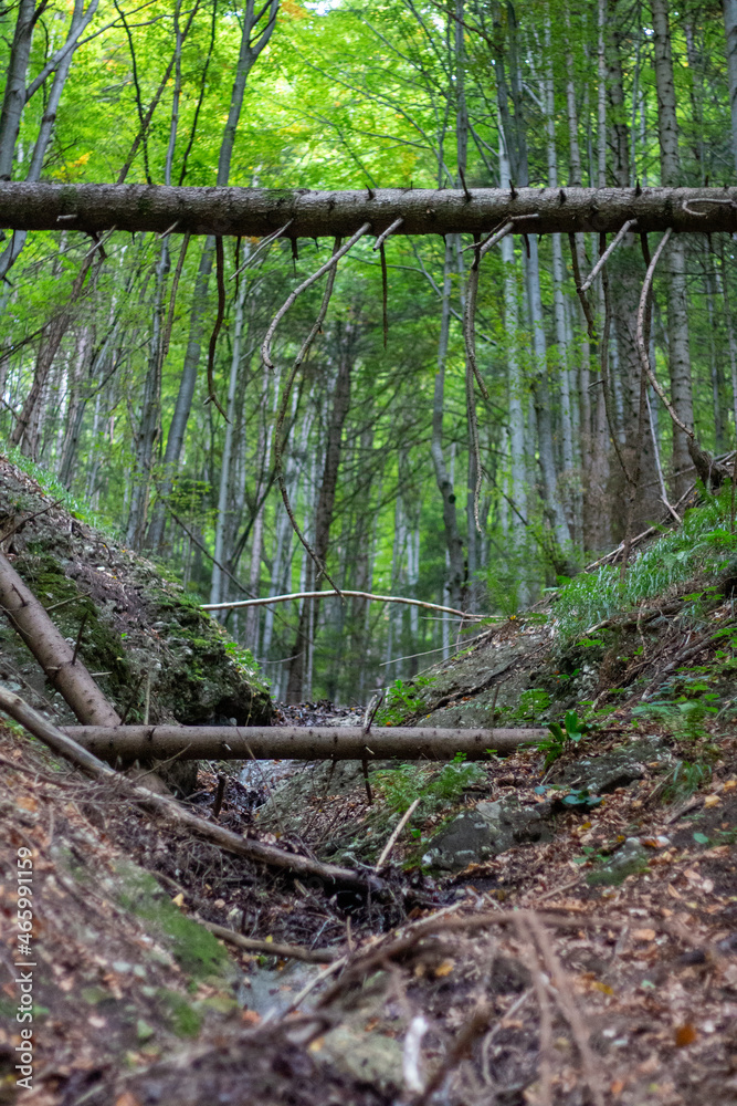 forest in autumn with fallen trees forest in autumn with fallen trees