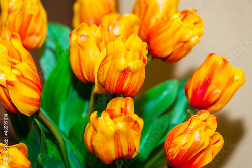 Background of beautiful spring tulips