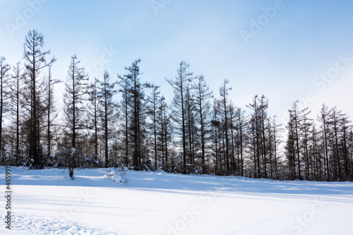 冬の青空とカラマツ林  © kinpouge