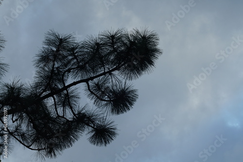 Ast einer Kiefer mit Nadeln und blauem Himmel am Abend, pflanzliches Detail