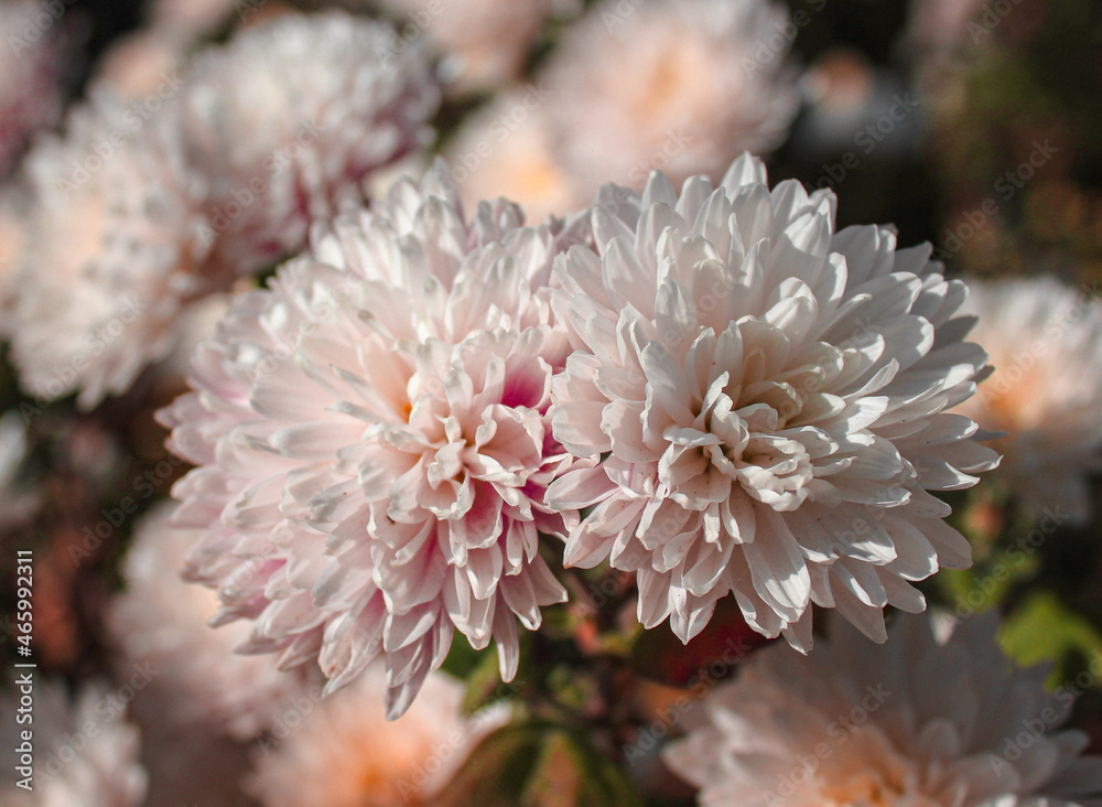 dahlia flower in garden