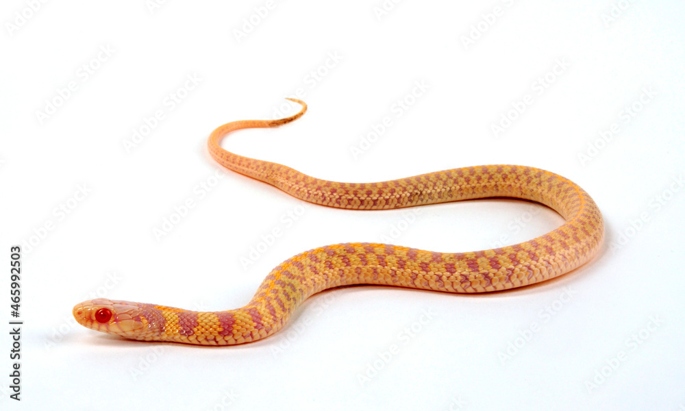 Albino - Karierte Strumpfbandnatter (Thamnophis marcianus) - Albino - Checkered garter snake Albino - Karierte Strumpfbandnatter (Thamnophis marcianus) - Albino - Checkered garter snake