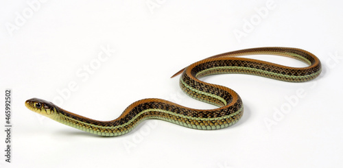 Scott’s Mexican Garter Snake // Mexikanische Strumpfbandnatter, Magdalena Strumpfbandnatter (Thamnophis eques scotti) photo