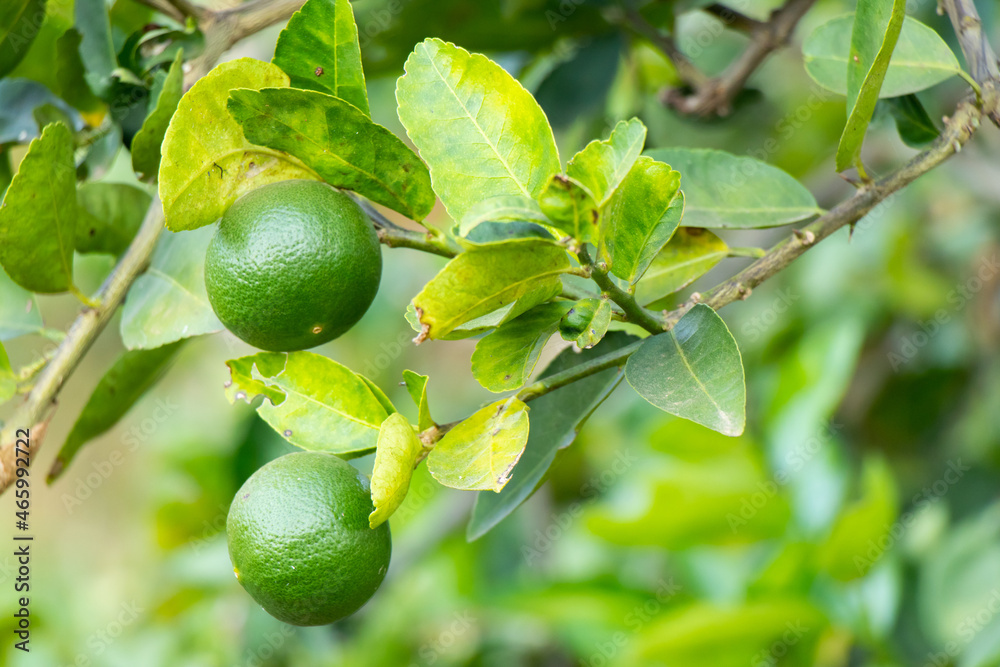 Green color of fresh lime with leaf background