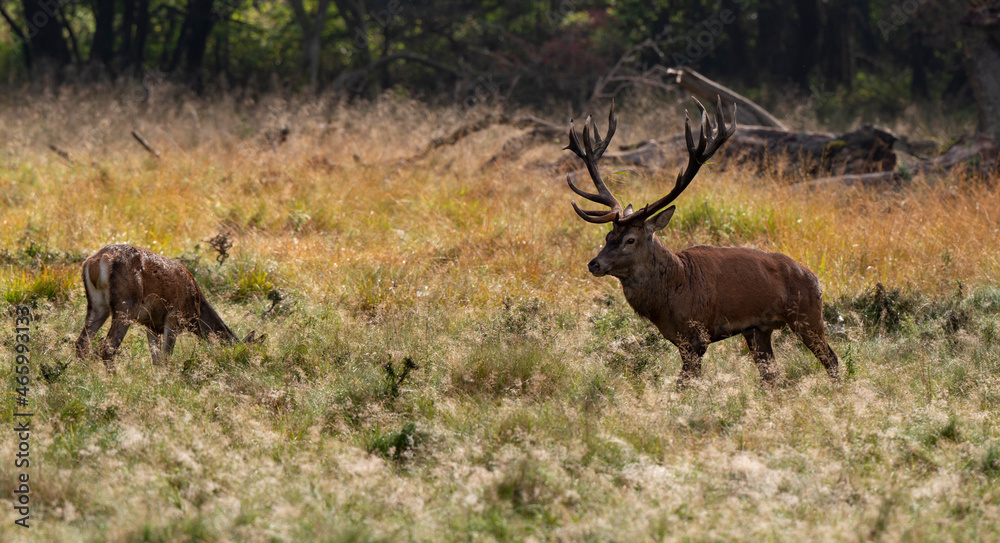 Cerf élaphe, biche, cerf, brame, cervus elaphus Cerf élaphe, biche, cerf, brame, cervus elaphus