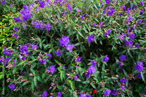 Fototapeta Naklejka Na Ścianę i Meble -  Brazilian Spider Flower