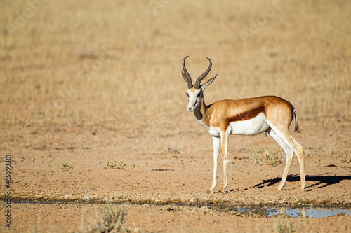 Springbuck congregating around a waterhole in the Kalahari desert  South Africa