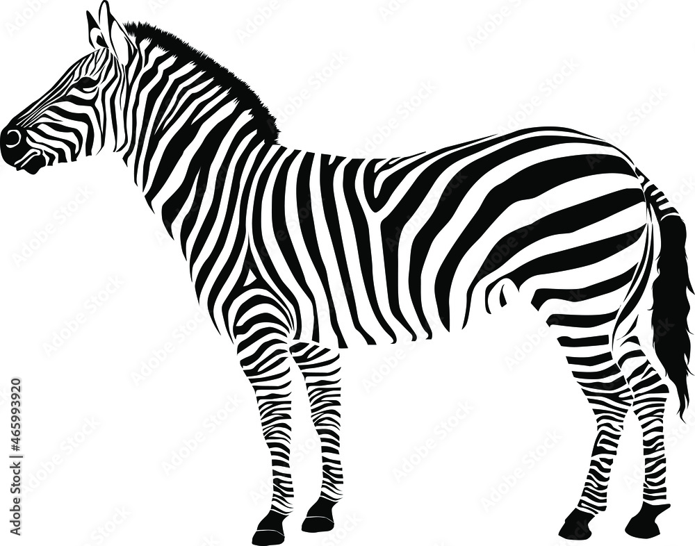 Fototapeta premium Wild African zebra silhouette Isolated on white background