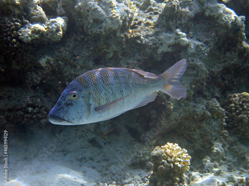 Important commercial fish of the Red Sea and Pacific Ocean - Spangled Emperor, scientific name is Lethrinus nebulosus, it belongs to the family Lethrinidae