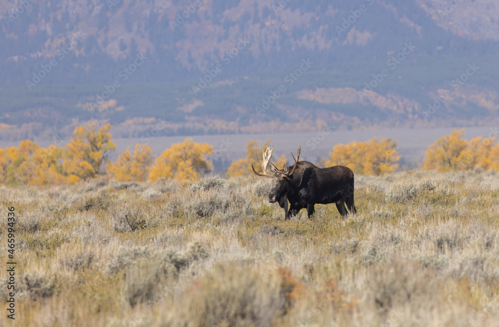 Fototapeta premium Bull Shiras Moose During the Fall Rut in Grand Teton National Park Wyoming