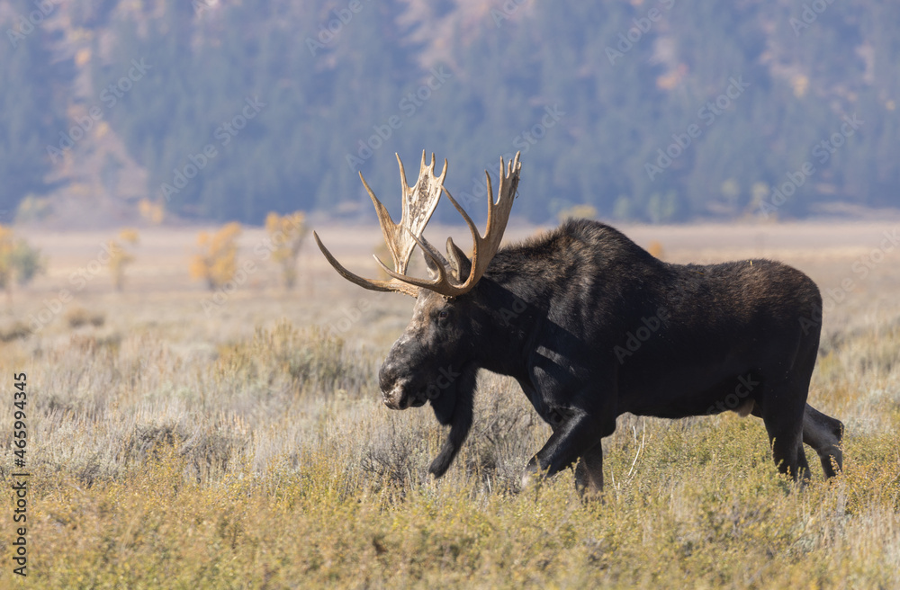 Bull Shiras Moose During the Fall Rut in Grand Teton National Park Wyoming Bull Shiras Moose During the Fall Rut in Grand Teton National Park Wyoming