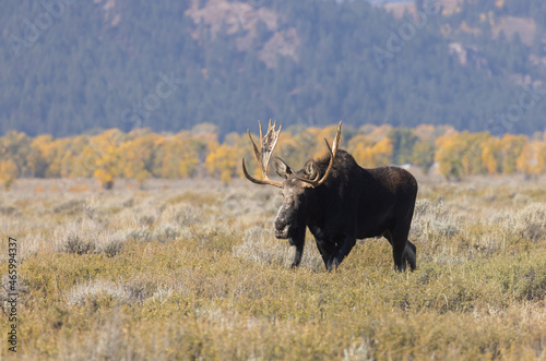 Fototapeta Naklejka Na Ścianę i Meble -  Bull Shiras Moose During the Fall Rut in Grand Teton National Park Wyoming