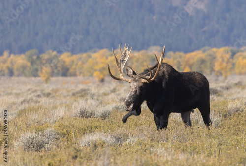 Fototapeta Naklejka Na Ścianę i Meble -  Bull Shiras Moose During the Fall Rut in Grand Teton National Park Wyoming
