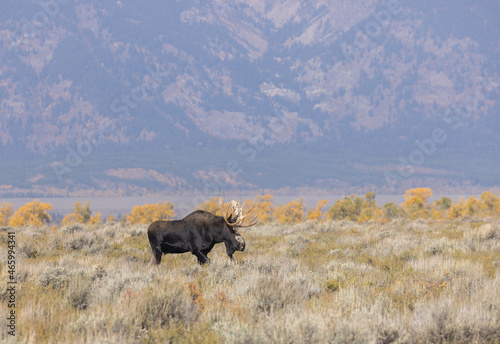 Bull Shiras Moose During the Fall Rut in Grand Teton National Park Wyoming