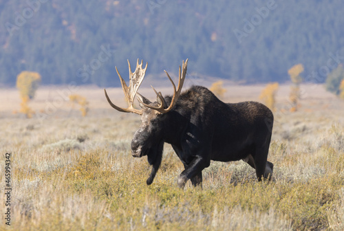 Bull Shiras Moose During the Fall Rut in Grand Teton National Park Wyoming