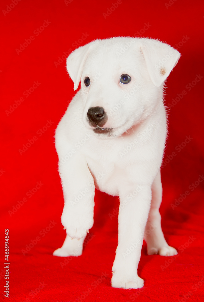 Beautiful white puppy on a red background.