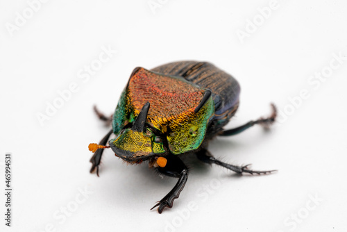 Rainbow Scarab Dung Beetle