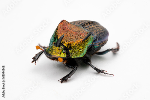 Rainbow Scarab Dung Beetle
