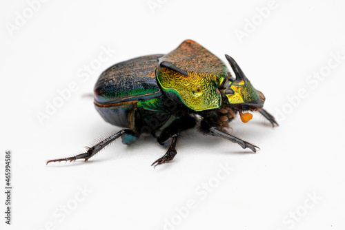 Rainbow Scarab Dung Beetle