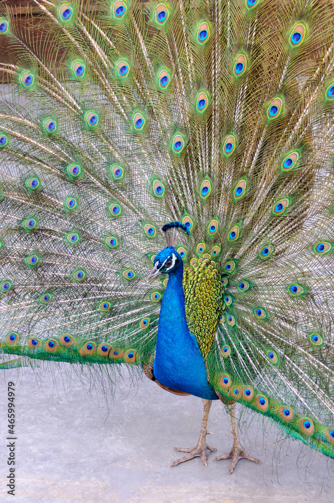 Obraz premium 孔雀の力強くエレガントな生命力