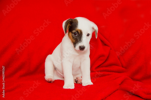 Beautiful puppy of Jack Russell Terrier breed. © Andrey