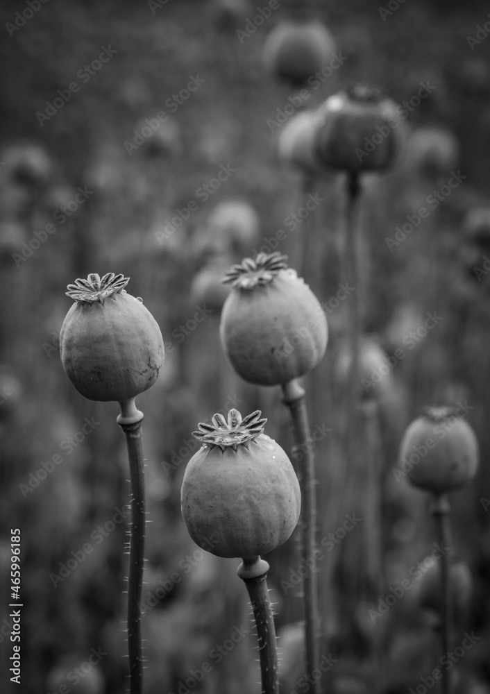 poppy flowers and poppy heads in black and white poppy flowers and poppy heads in black and white