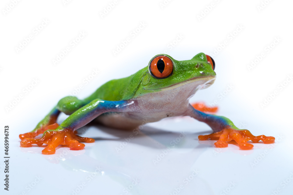 Obraz premium Red Eyed Tree Frog