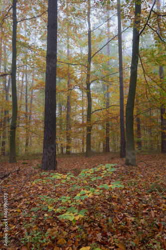 Autumn forest in fog  colorful leaves  red  yellow  green