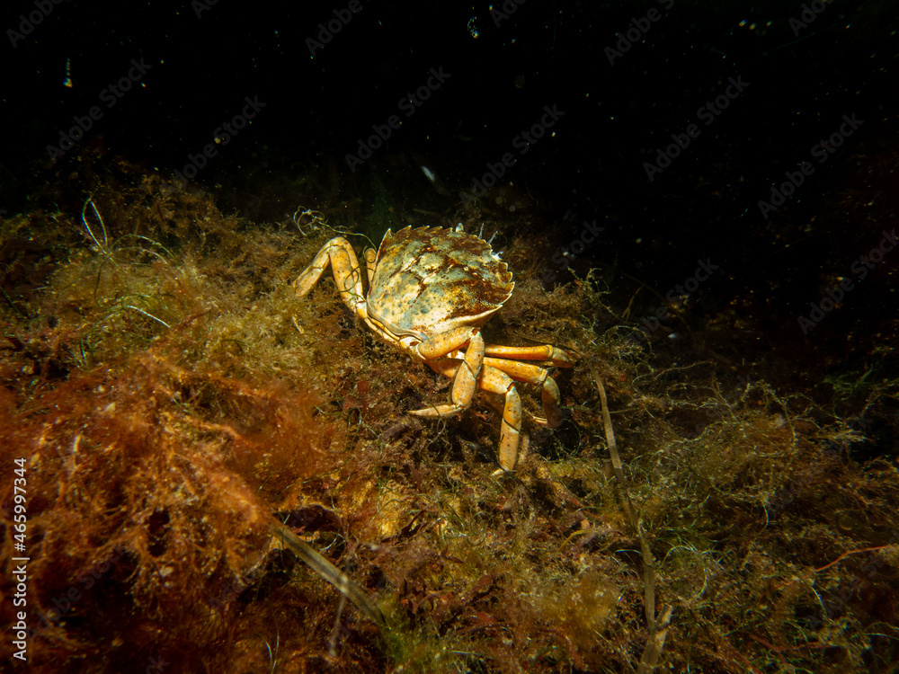 A close-up picture of a crab among seaweed. Picture from The Sound, between Sweden and Denmark A close-up picture of a crab among seaweed. Picture from The Sound, between Sweden and Denmark