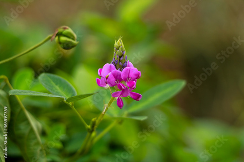 Light pink color flowers of Desmodium or tick clover