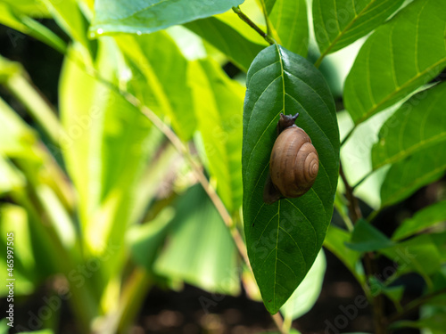 A small snail clinging to a leaf.