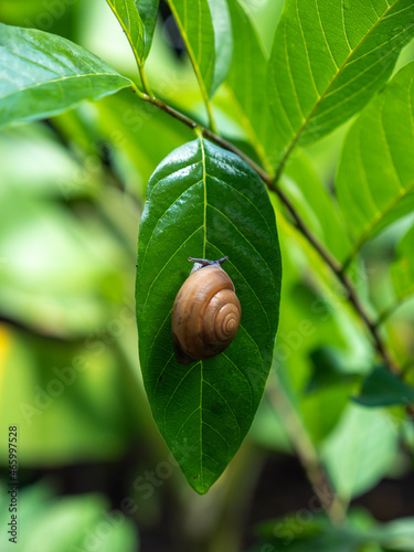 A small snail clinging to a leaf.