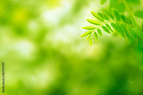Foliage with plant leaves growing outdoor in natural environment. Nature background.