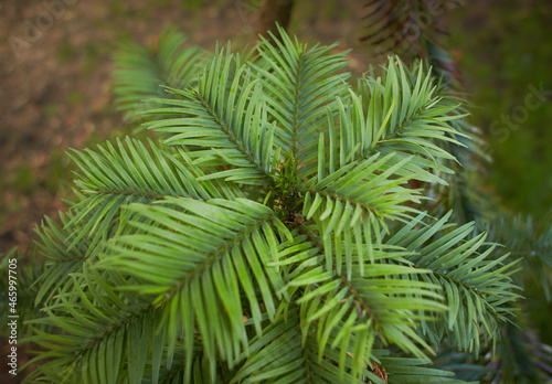 Close up of Wollemi Pine Tree (Wollemia nobilis) photo