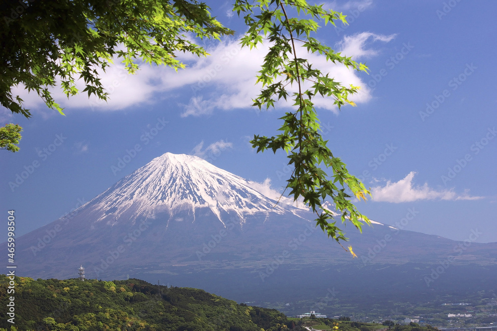 Obraz premium 富士山ともみじ