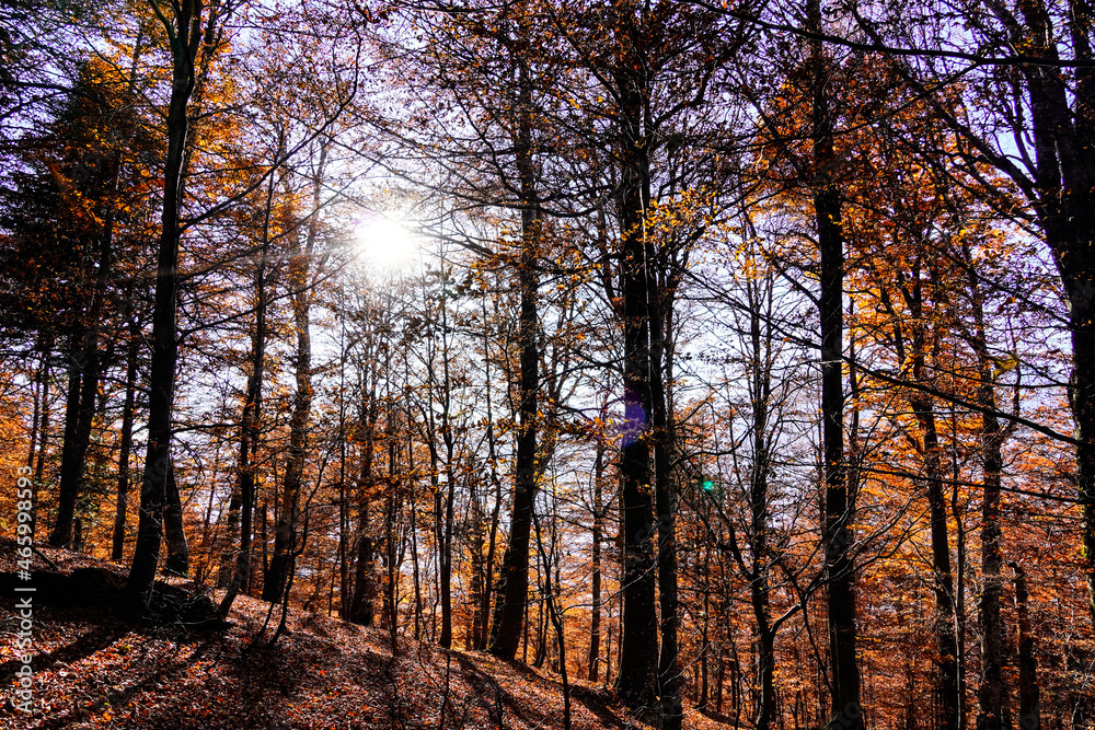 autumn in the forest, Baiului Mountains, Romania